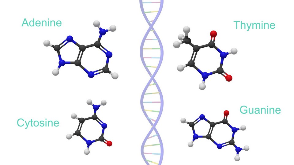 DNA